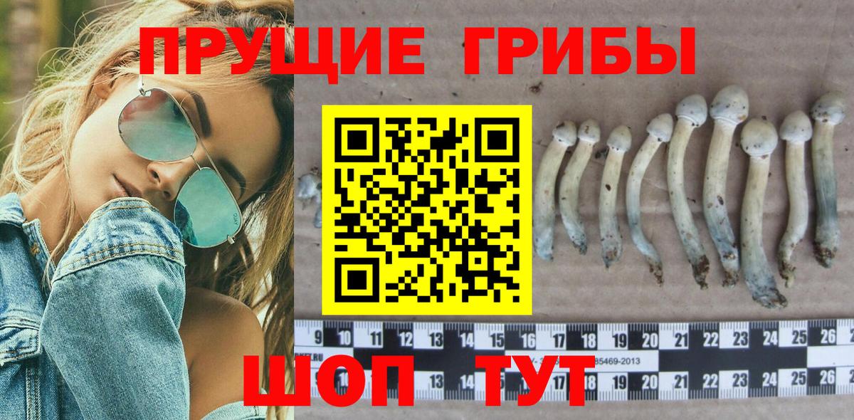 Псилоцибиновые грибы Cubensis Вичуга